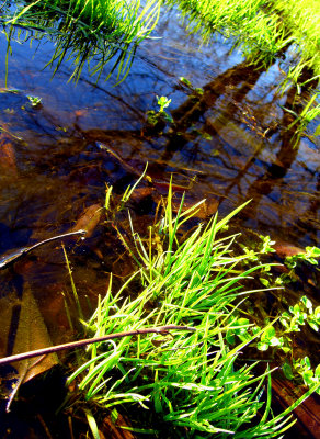 Green Grass Reflection