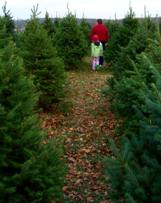 Christmas Tree Hunting12-3-06