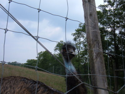 The Emu Looks Like A Dinosaur