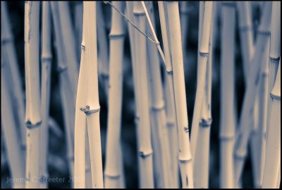 Bamboo Image 18