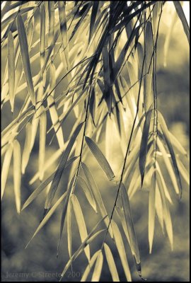 Bamboo Image 40