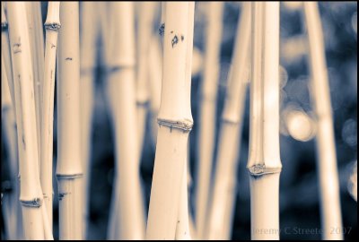 Bamboo Image 3