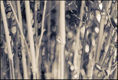 Bamboo Image 6
