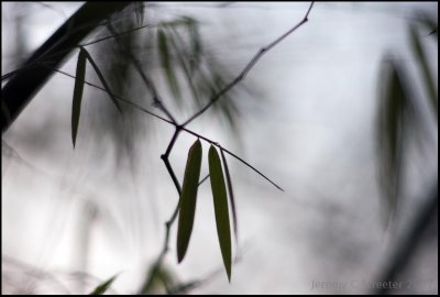 Bamboo Image 15