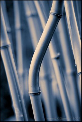 Bamboo Image 32