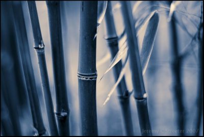 Bamboo Image 35