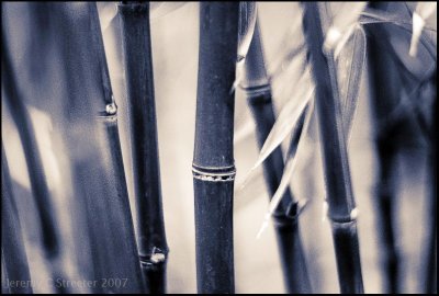 Bamboo Image 39
