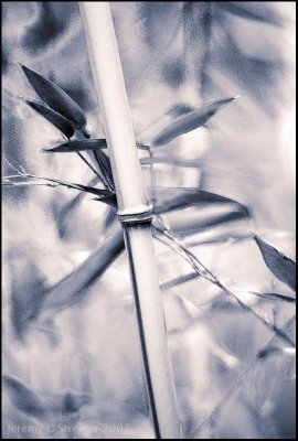 Bamboo Image 2