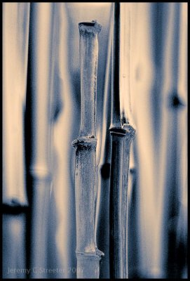 Bamboo Image 42