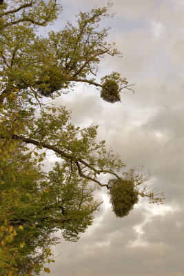 Mistletoe