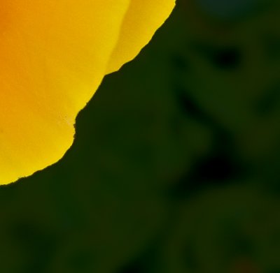 Poppy 1