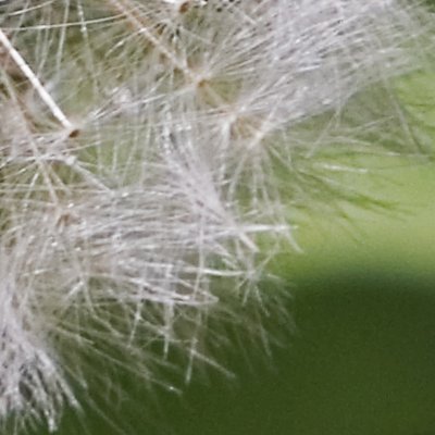Dandelion seeds