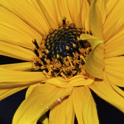 Rudbeckia