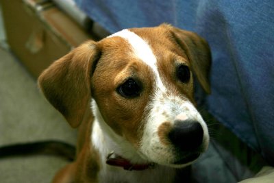 dog1web.jpg