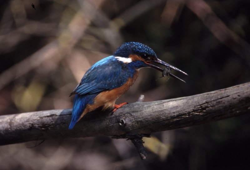 Kingfisher ( Alcedo attis )