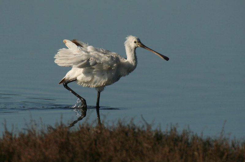 Spoonbill