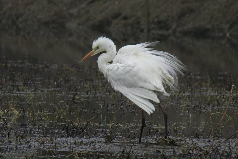 Great White Egret