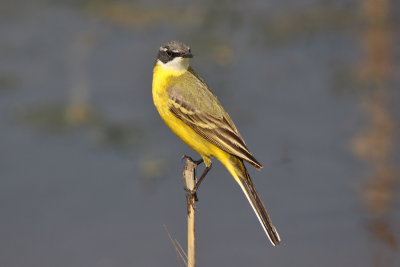 Cutrettola - Yellow Wagtail