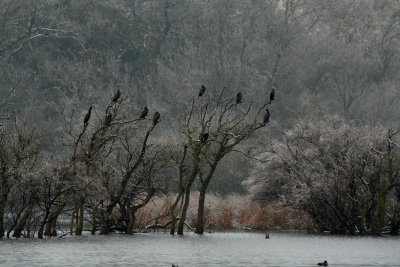 Cormorants in a snowy day