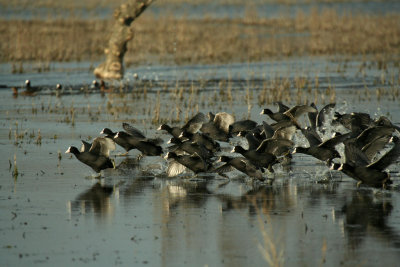 Skating Coots