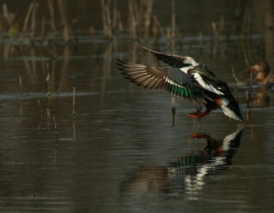 Shoveler