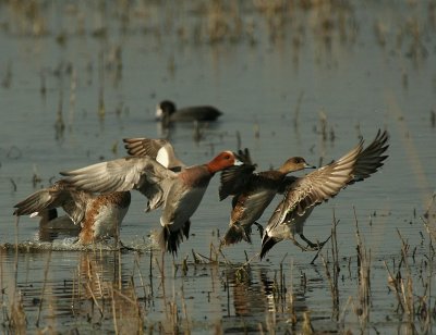 Wigeons