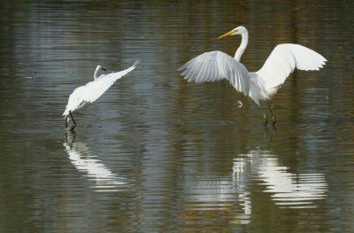 Great White Egret and Little Egret