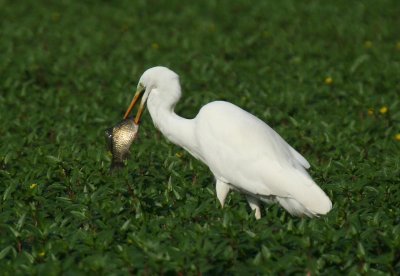 Great White Egret with big catch