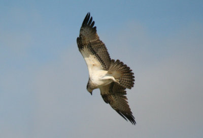 Osprey 2