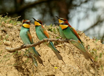 Bee-eater2