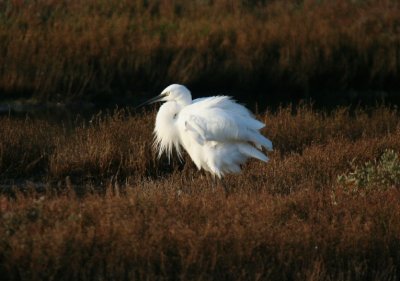 Little Egret ( Egretta garzetta )