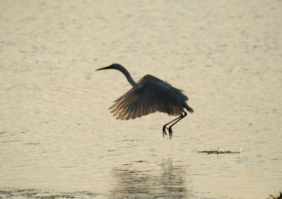 Great White Egret 2