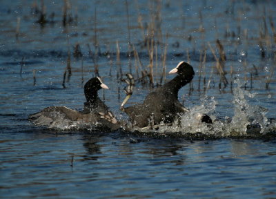 Coots ( Fulica atra )