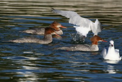 Goosander ( Mergus merganser )