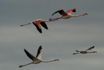 Greater Flamingo ( Phoenicopterus ruber )