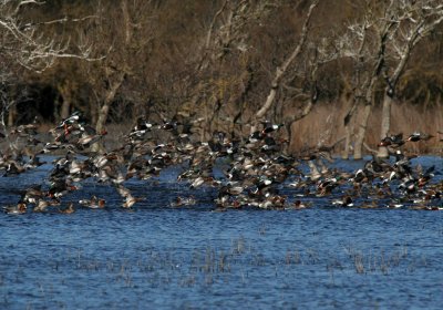 Ducks ( Bolgheri's marsh )