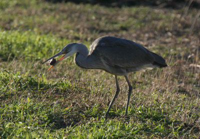Grey Heron with catch ( mouse )