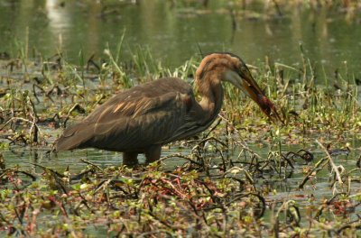 Purple Heron with catch