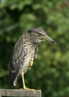 Night Heron ( young ) thinking to be Bonaparte