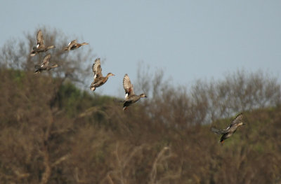 Gadwalls in flight