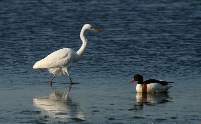 Great White Egret and Shelduck