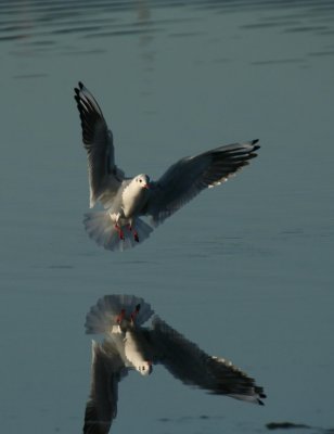 Black-headed Gull