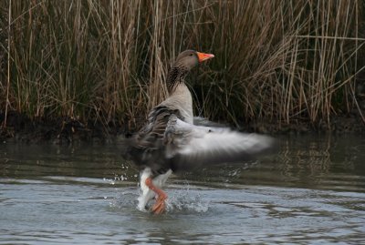 Greylag Goose taking off