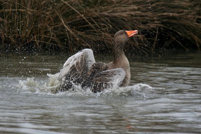 Greylag Goose