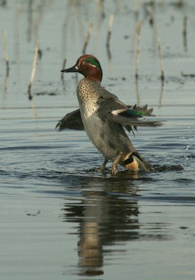 Teal taking off