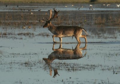 Fallow-deer reflection