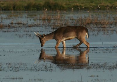Fallow-deer reflection