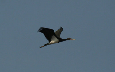 Black Stork in flight ( juvenile )