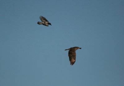 Carrion Crow mobbing a Buzzard