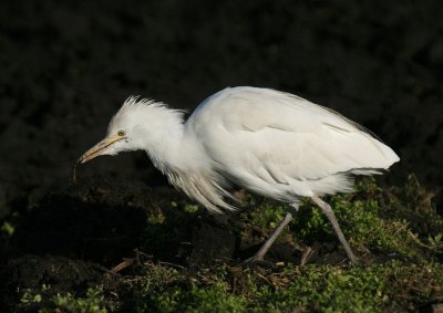 Cattle Egret with catch ( earthworm )